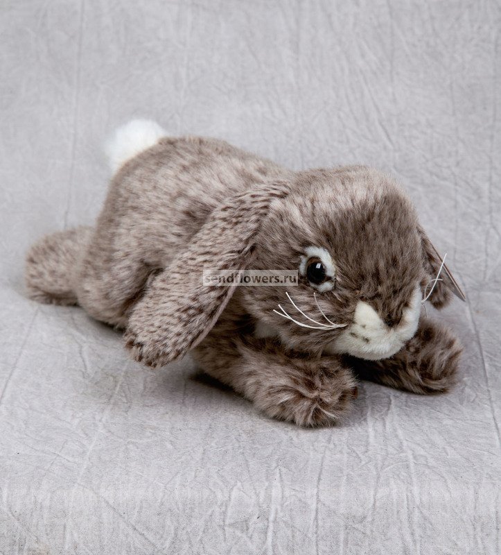 Серый Кролик Фото